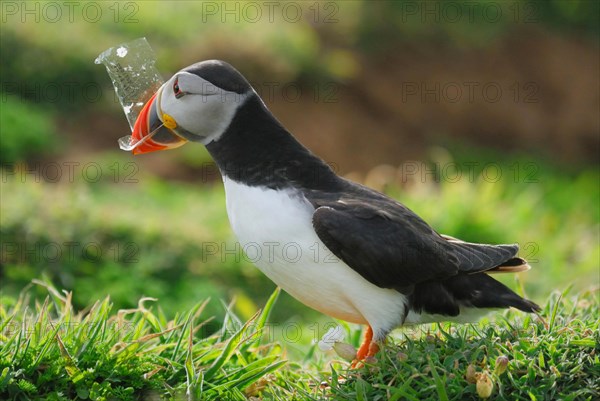 Puffin