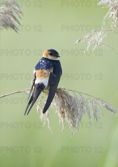 Red-rumped swallow
