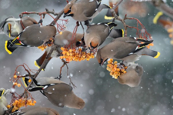 Bohemian Waxwing