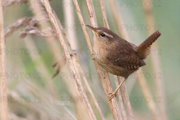 Winter Wren