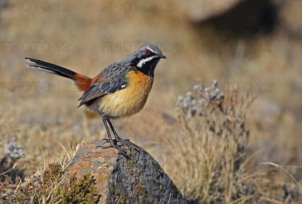 Drakensberg Rockjumper