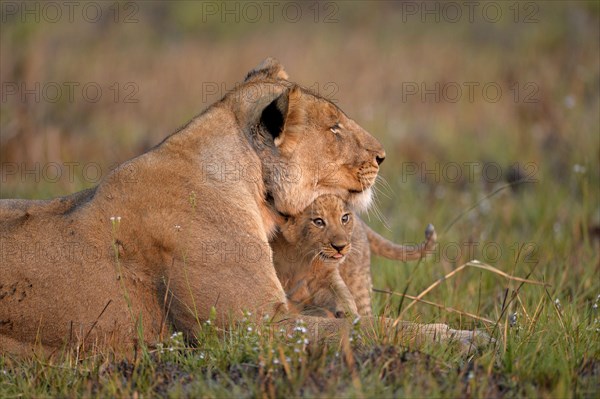 Angola lion