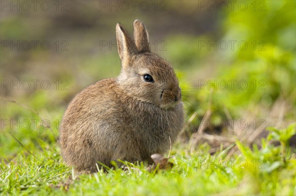 Young european rabbit