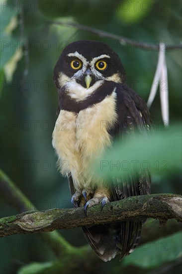 Spectacled Owl