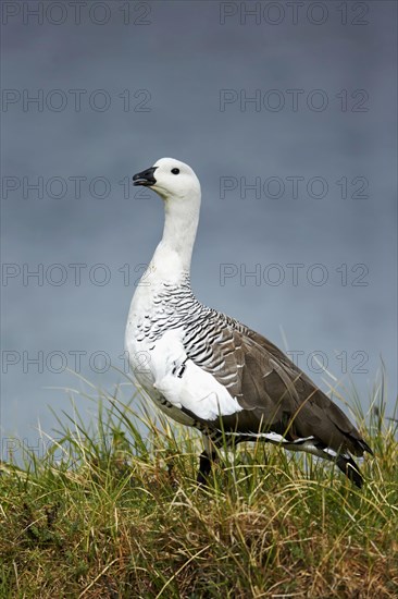 Upland Goose