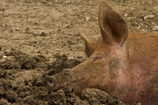 Resting Tamworth Pig