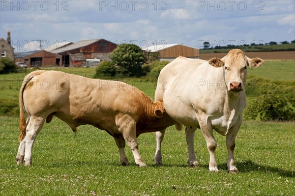 Domestic cattle