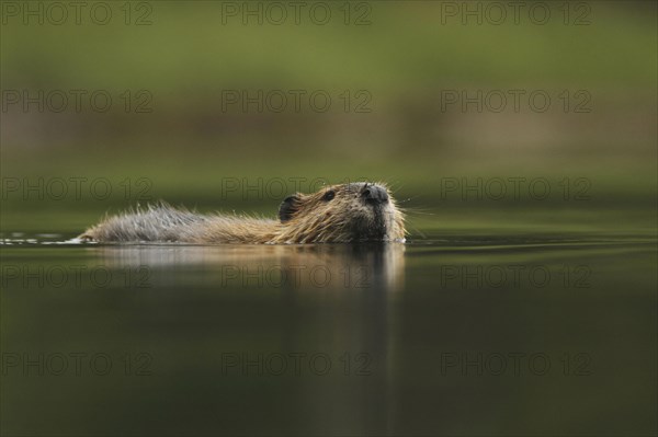 American Beaver