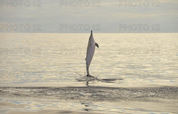 Short-beaked Common Dolphin