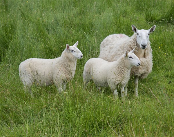 Domestic Sheep