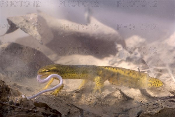 Red-spotted Newt