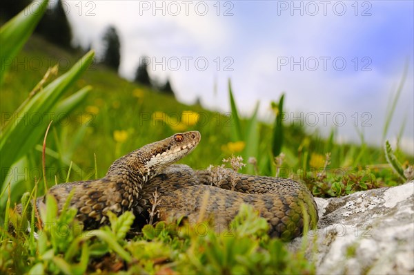 European Adder