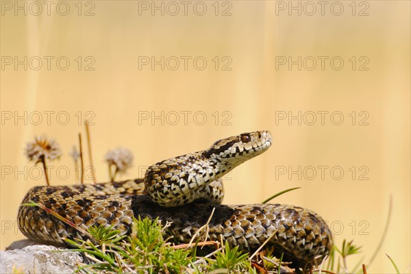 Orsini's Viper