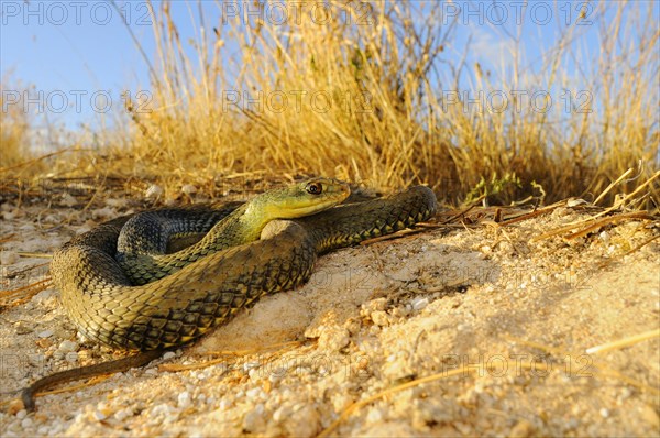 European lizard snake