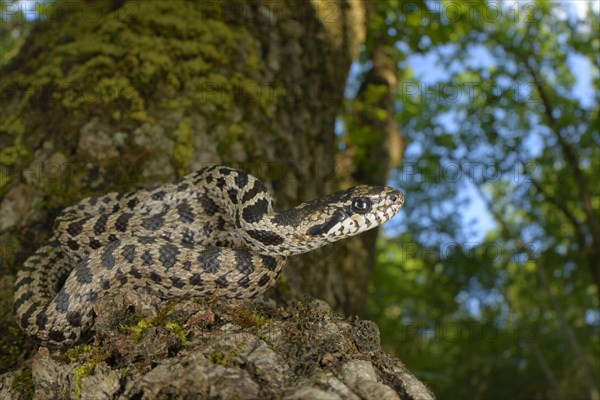 Four-lined Snake