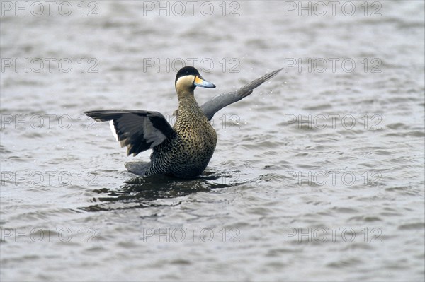 Versicolor Duck