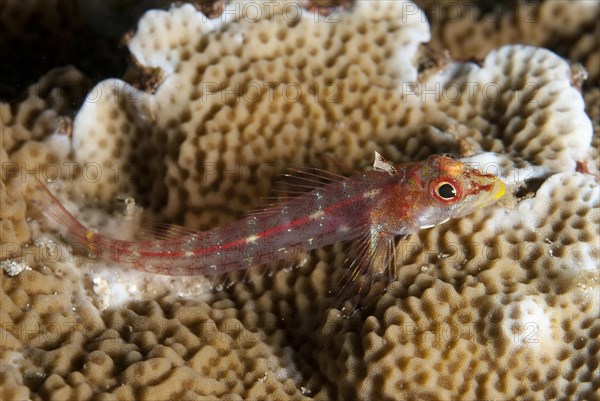 Longjaw Triplefin