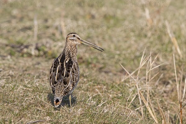 Common Snipe