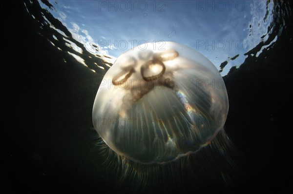 Common common jellyfish