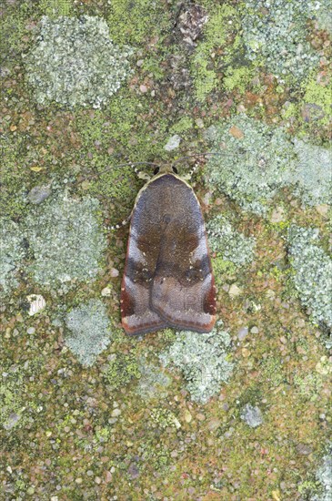 Lesser Broad-bordered Yellow Underwing