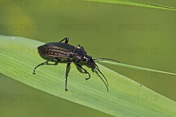 Granulated Ground Beetle