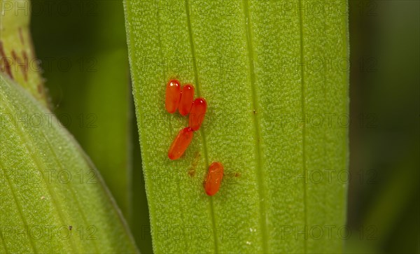 Scarlet lily beetle