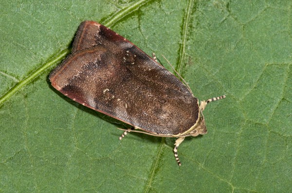 Lesser Broad-bordered Yellow Underwing