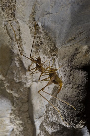 Cave Cricket