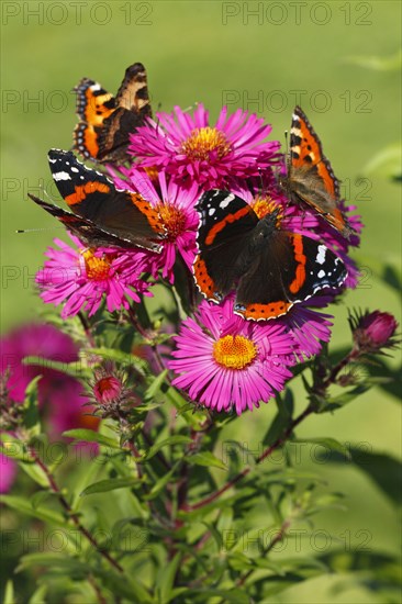 Adults of Red red admiral