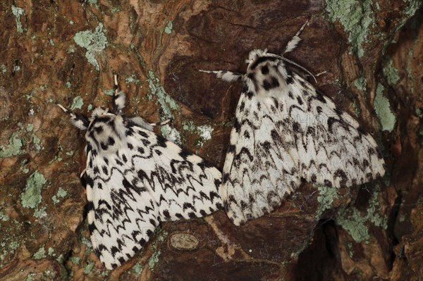 Black Arches