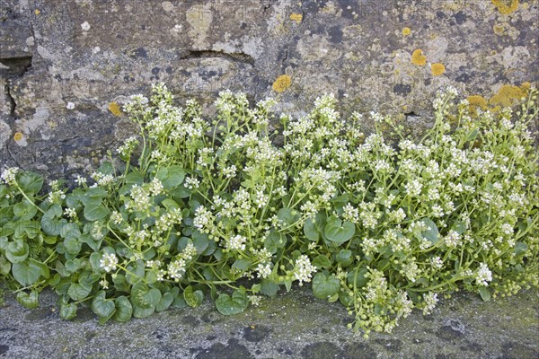 Scurvy-grass