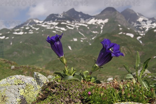 Koch's Gentian