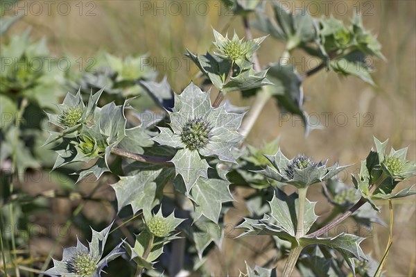 Sea holly leaves