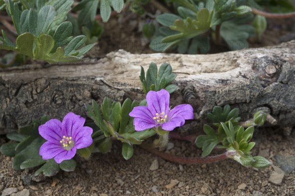 Flowering Magellan geranium