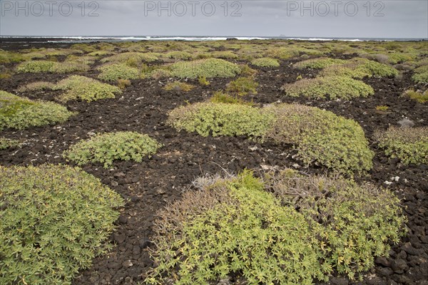 Habit of balsam spurge