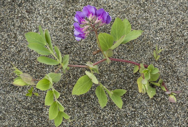 Sea pea