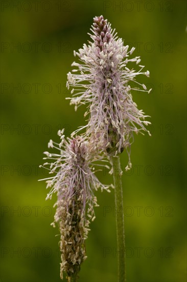 Hoary plantain