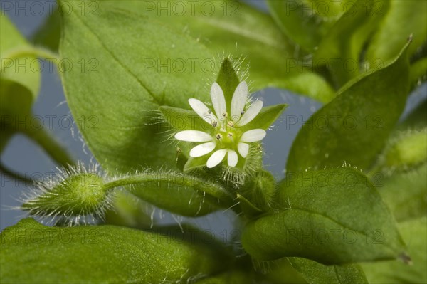 Chickweed