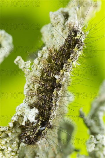 Larva of the buffalo footman