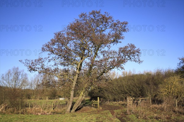 Common black alder