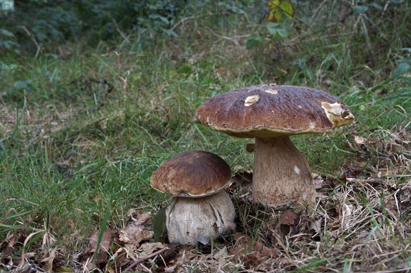 (Boletus edulis), Mushroom, Cep two fruiting bodies, growing in beech woodland, Leicestershire, England, United Kingdom, Europe