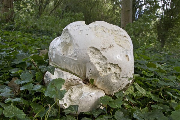 Giant Puffball