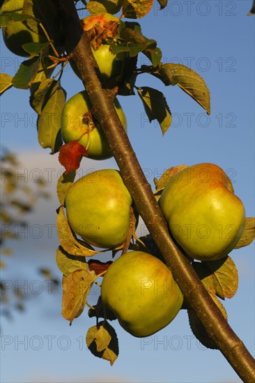 Cultivated apple tree