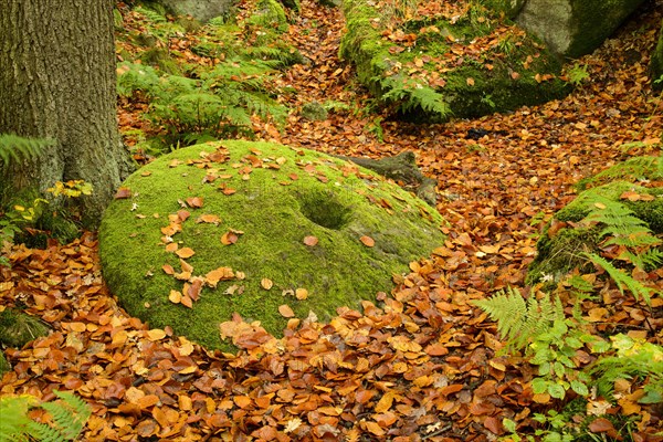 Common Beech