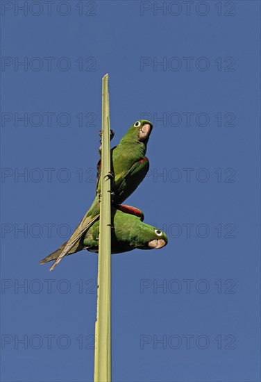 Adult pair of Spanish parakeets