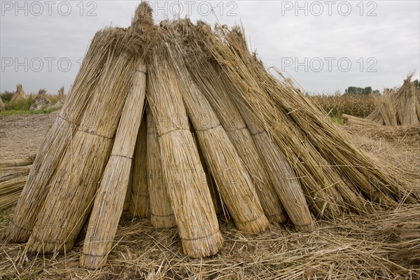 Reed cutting