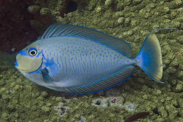 Bignose Unicornfish