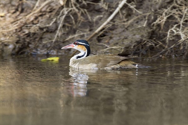 Sungrebe