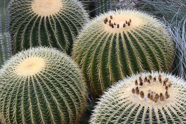 Gold ball cactus