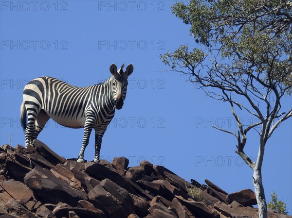 Hartmann's Mountain Zebra